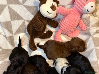 Cockapoo dogs Stunning cockapoo puppies - Advert 1