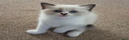 Ragdoll cats for sale: Pure bred Female Ragdoll Kittens Bi-Colour  - Advert 7