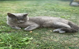 Scottish Fold cats for sale: Lovely Scottish fold kitties🥰 - Image 9