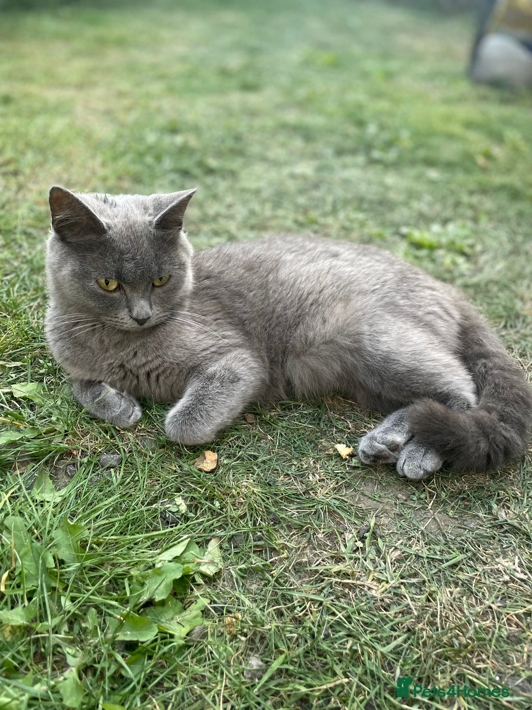 Scottish Fold cats for sale: Lovely Scottish fold kitties🥰 - Image 9