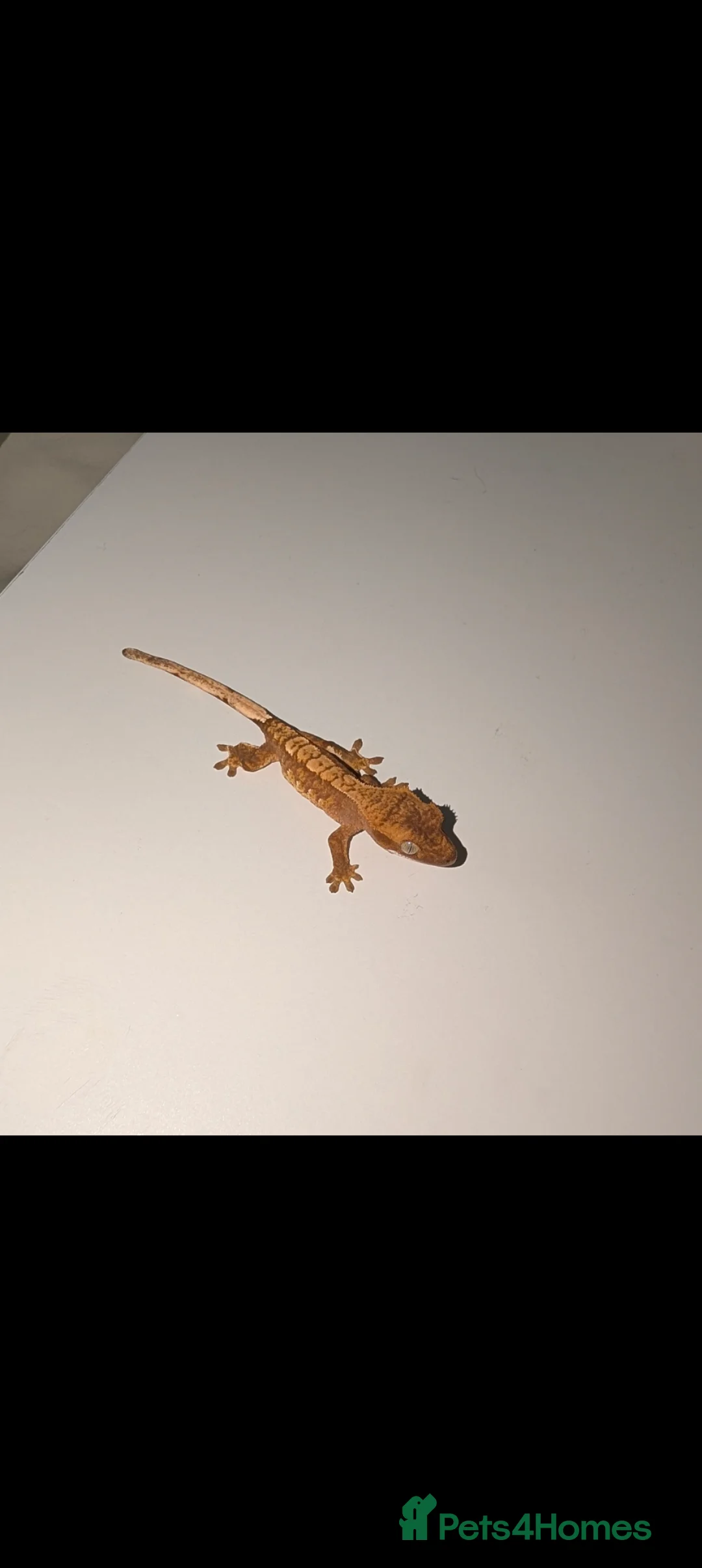Gecko reptiles for sale: Lily White mixed Crest Geckos - Advert 6