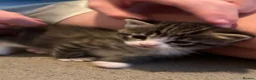 Mixed Breed cats for sale: 7 beautiful kittens - Advert 9