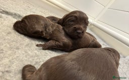 Cocker Spaniel dogs for sale: KC Registered Working Cocker Spaniels  - Image 4