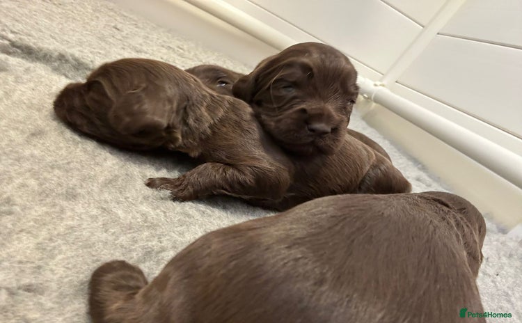 Cocker Spaniel dogs - Advert 15