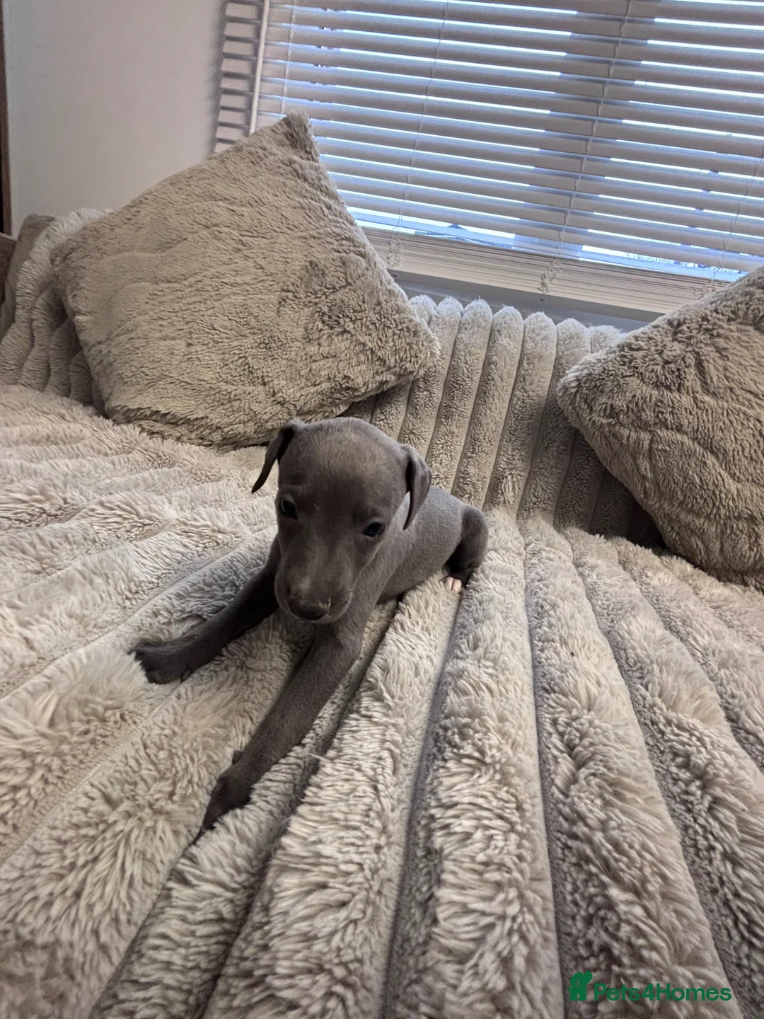 Whippet dogs for sale: Exceptional  Blue whippet puppies for sale 💙 - Advert 2