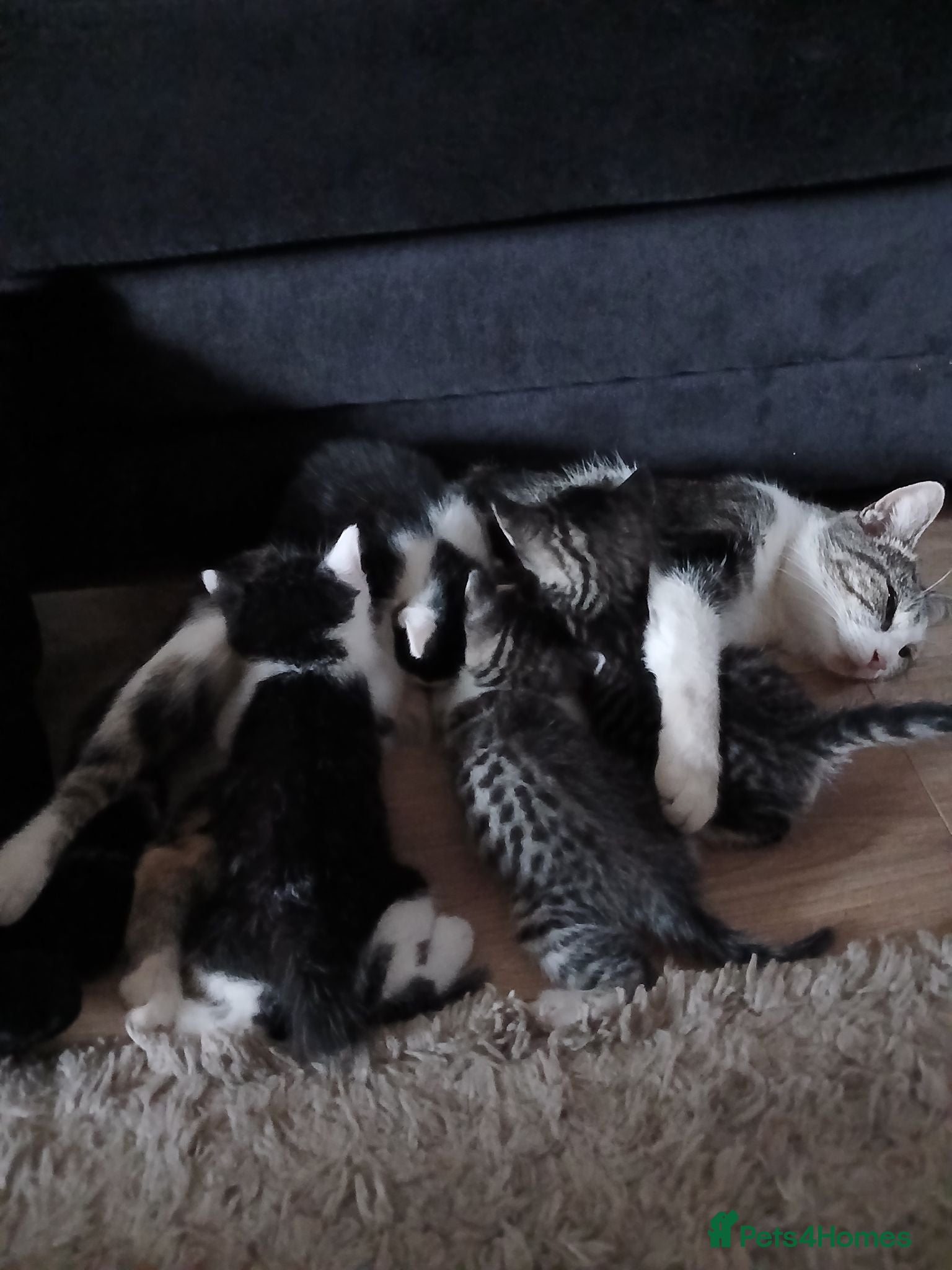 Mixed Breed cats 4 gorgeous kittens - Advert 1