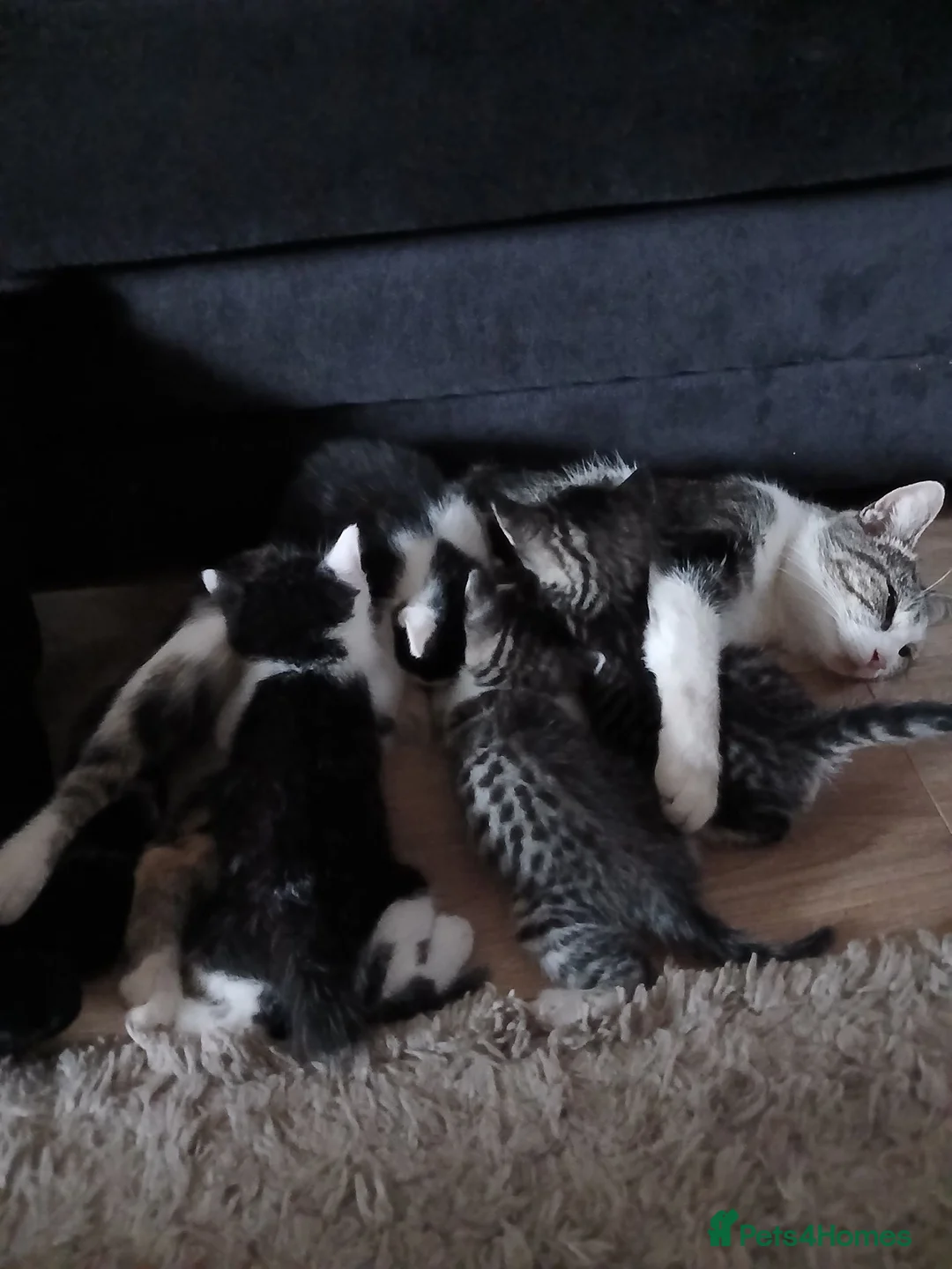 Mixed Breed cats for sale: 1 kittens left - Advert 1