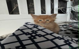 Maine Coon cats for sale: BEAUTIFUL FULL MAINE COON KITTENS AVAILABLE NOW 🐱 - Advert 16
