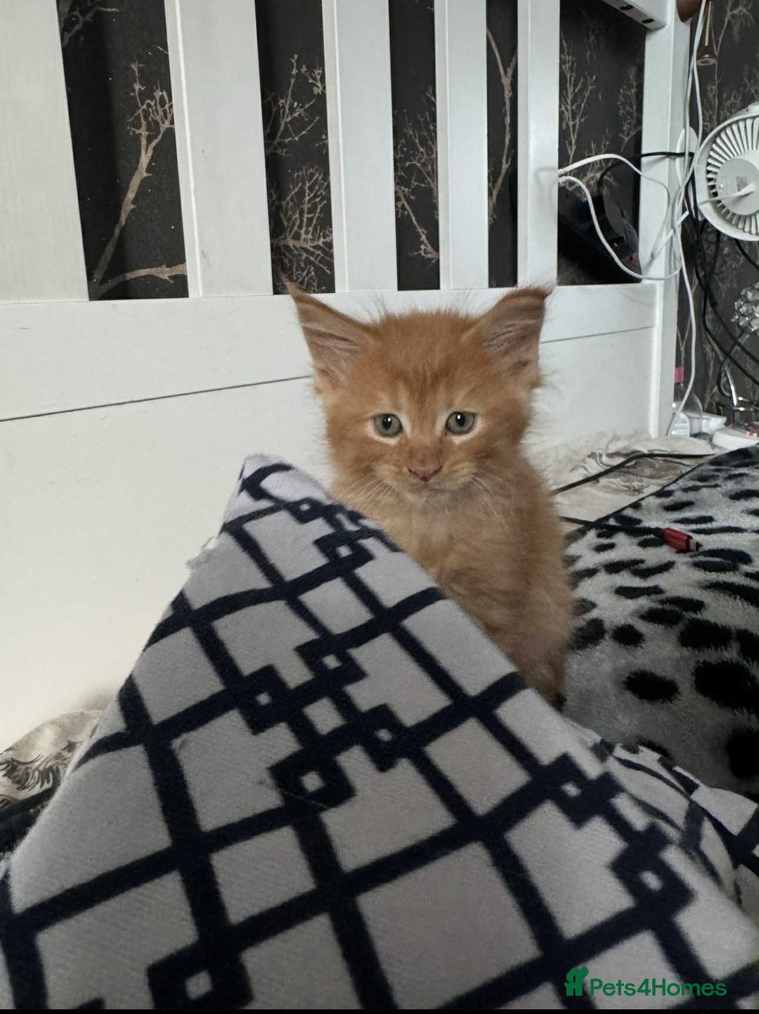 Maine Coon cats for sale: BEAUTIFUL FULL MAINE COON KITTENS AVAILABLE NOW 🐱 - Advert 16