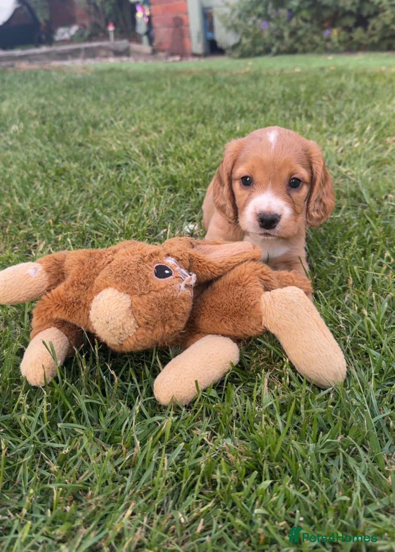Cocker Spaniel dogs Collect this weekend! cocker spaniel puppies  - Advert 10