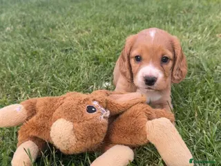 Cocker Spaniel dogs Collect this weekend! cocker spaniel puppies - Advert 10