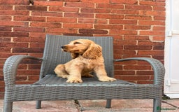 Cocker Spaniel dogs for sale: Kc reg show cockers READY TO LEAVE NOW 1 BOY LEFT - Image 4