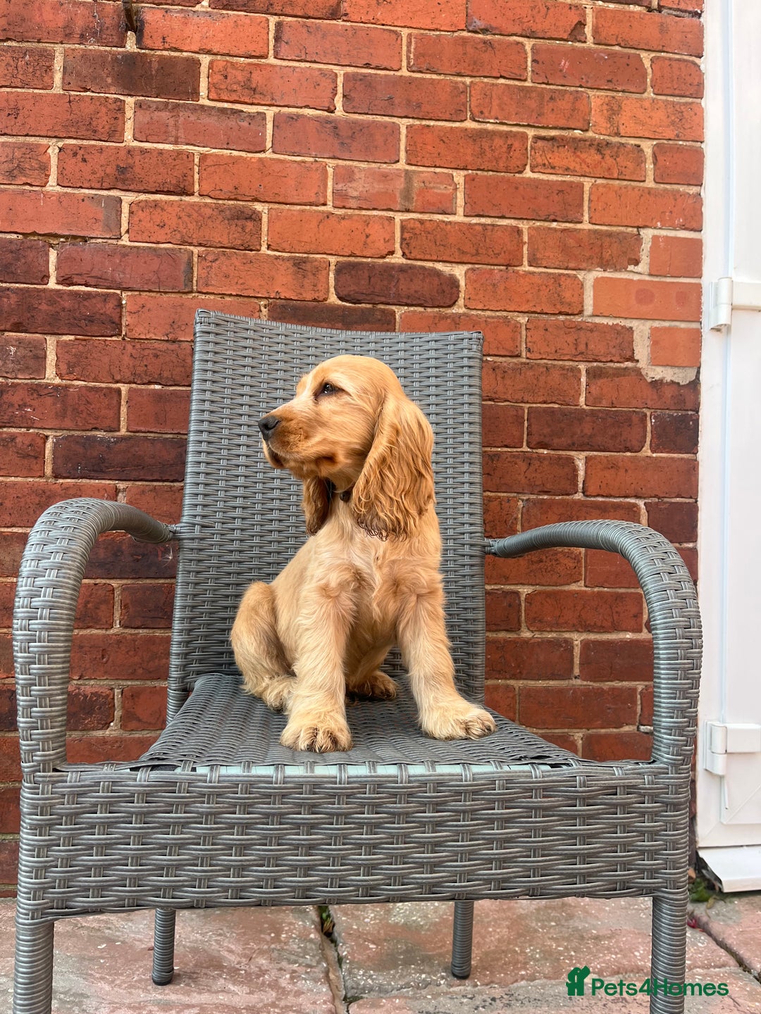 Cocker Spaniel dogs for sale: Kc reg show cockers READY TO LEAVE NOW 1 BOY LEFT - Image 4