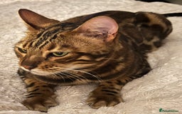 Bengal cats for sale: MUST GO TOGETHER  - Advert 16