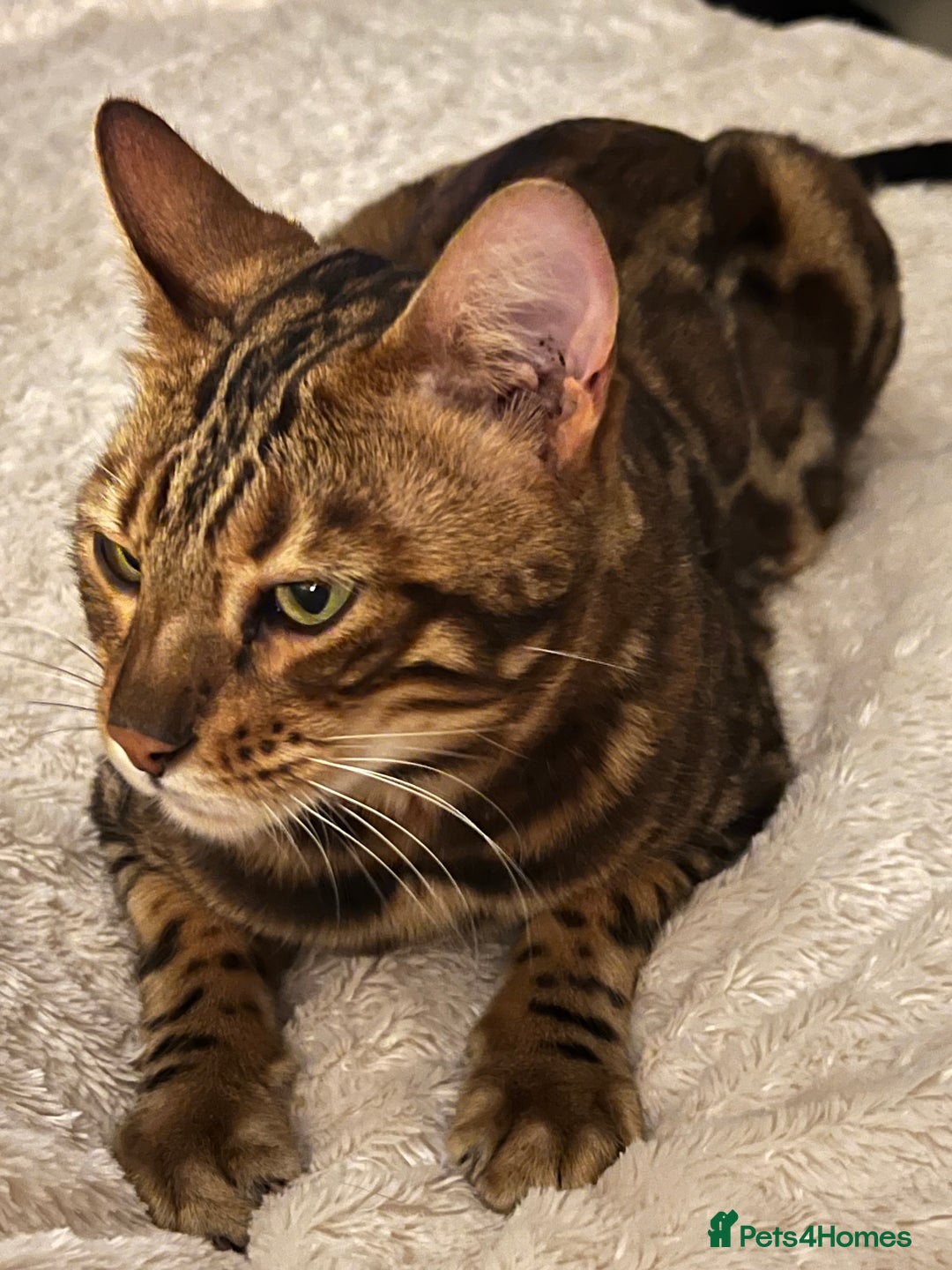 Bengal cats for sale: MUST GO TOGETHER  - Advert 16