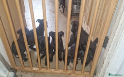 Mixed Breed dogs for sale: ​Stunning Spaniel x Retriever x Staffy Pups - Image 1