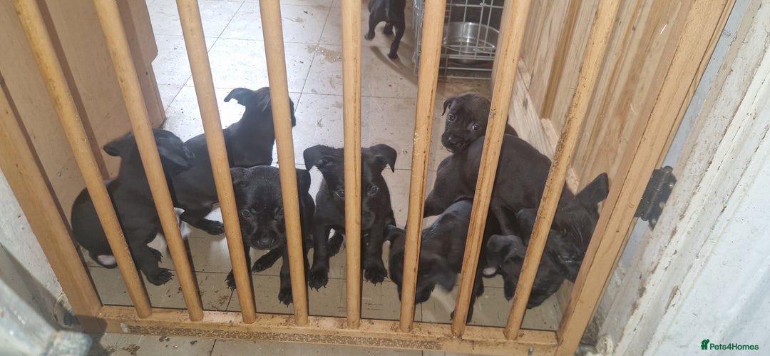 Mixed Breed dogs for sale: ​Stunning Spaniel x Retriever x Staffy Pups - Image 1