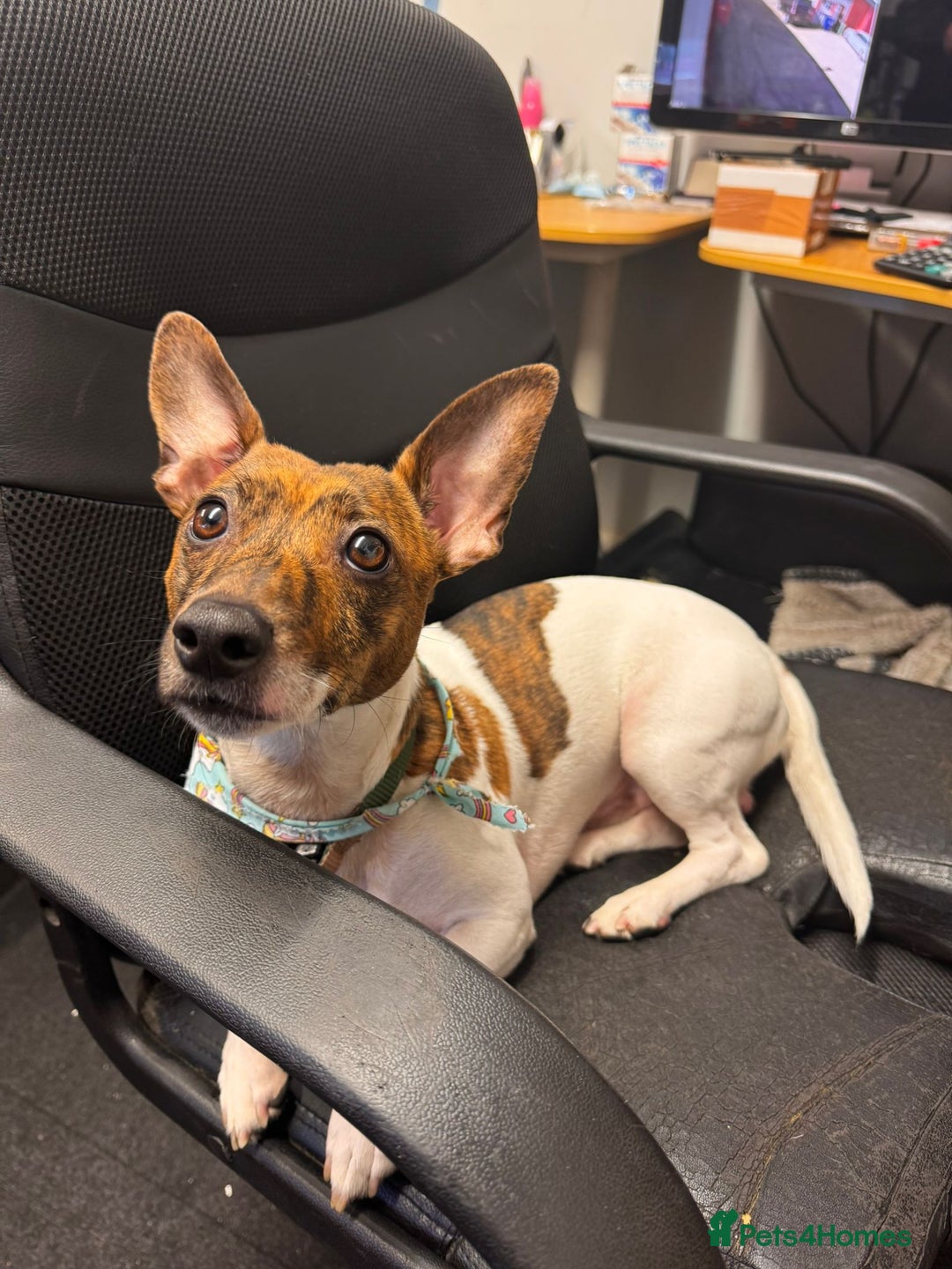 Jack Russell dogs for sale: Wright - Advert 1