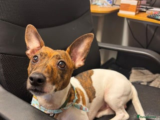 Jack Russell dogs Wright - Advert 18