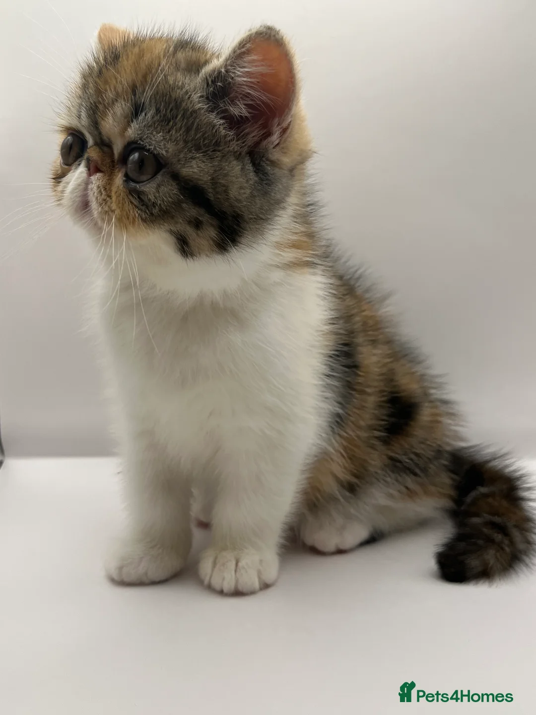 Exotic cats for sale: Exotic kittens  - Advert 3