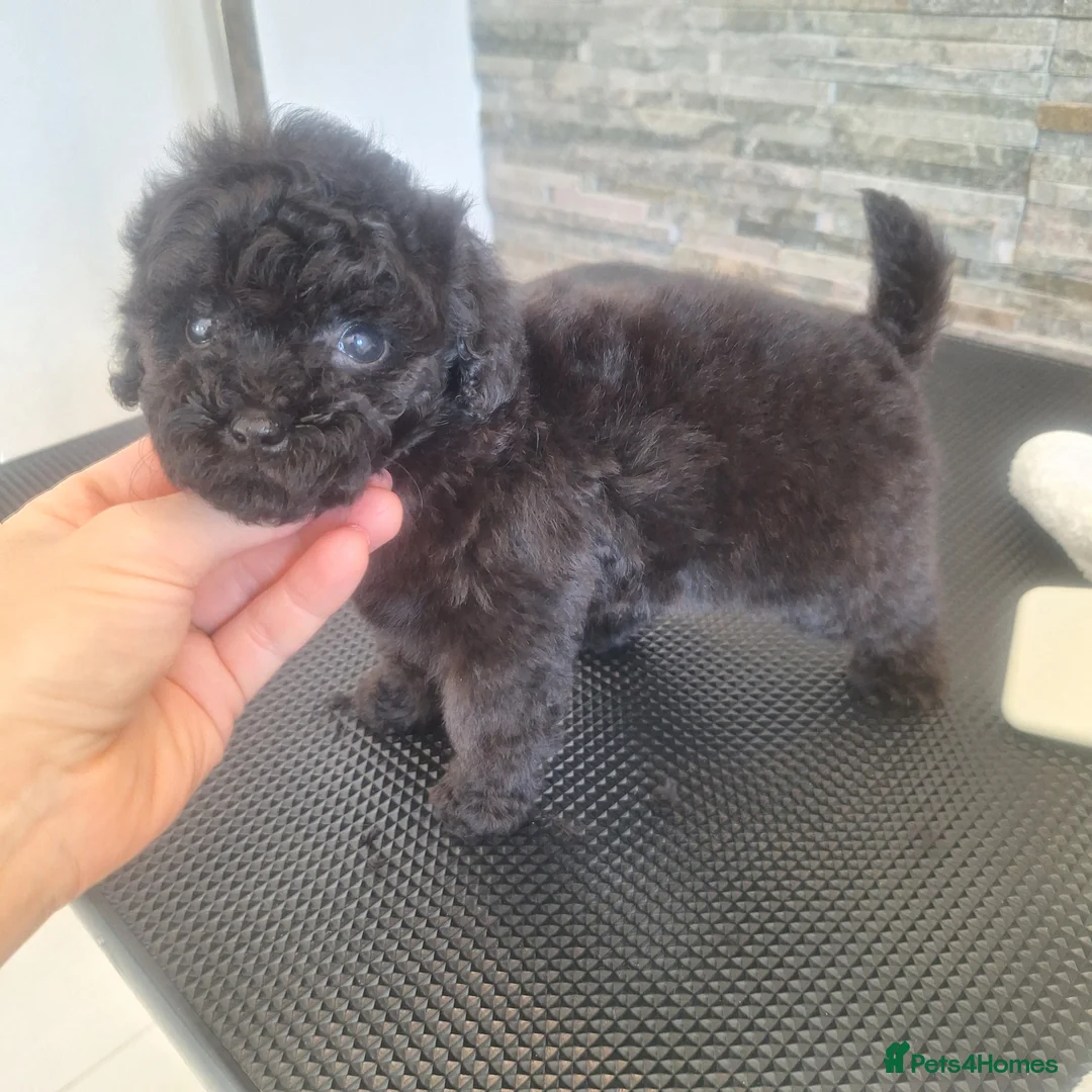 Toy Poodle dogs for sale: Black toy poodles from beautiful parents in Montrose - Advert 10