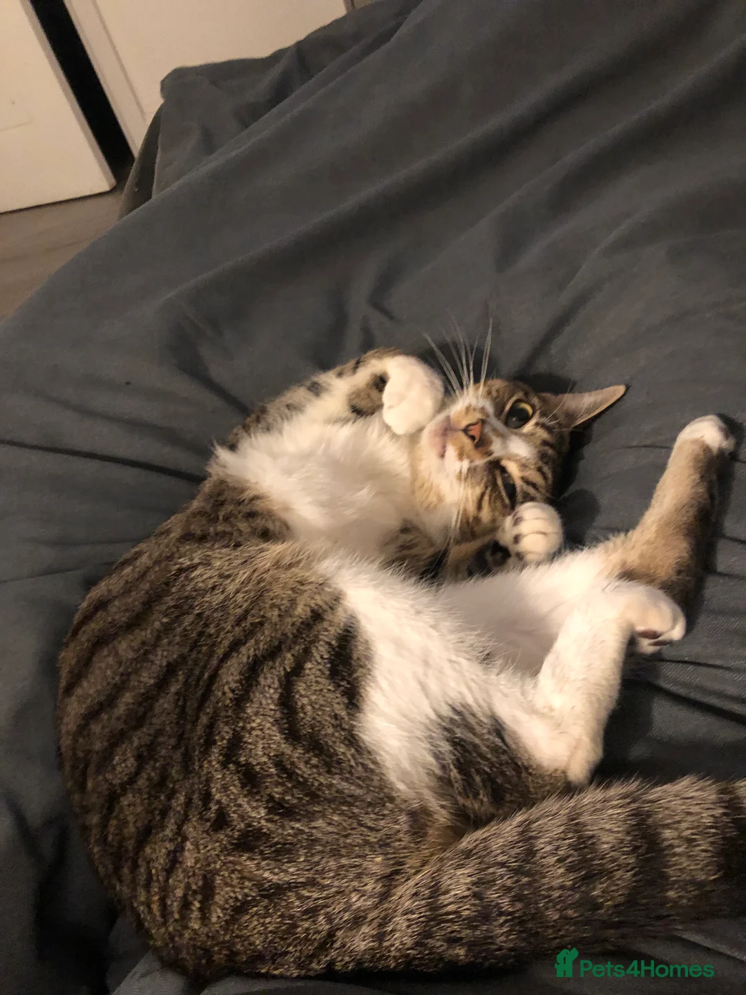 Mixed Breed cats for sale: Beautiful kitten  - Advert 2