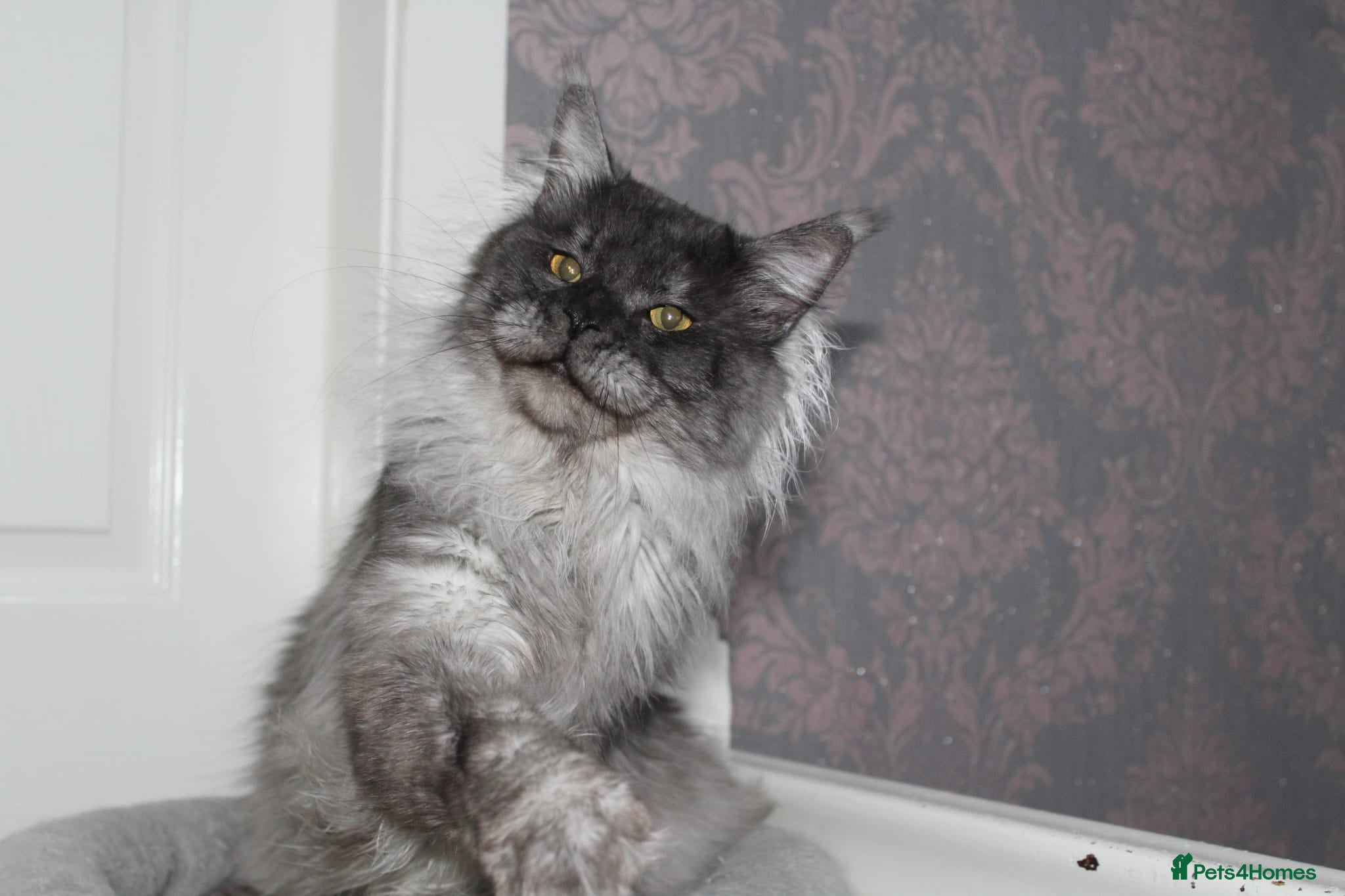 Maine Coon cats Beautiful Black Smoke Male - Advert 1
