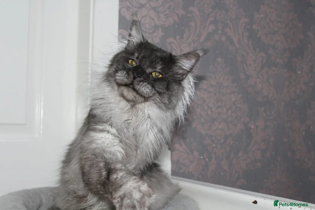 Maine Coon cats for sale: Beautiful Black Smoke Male - Advert 1