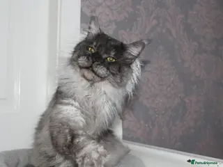 Maine Coon cats Beautiful Black Smoke Male - Advert 1