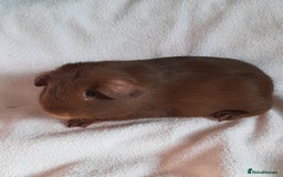 Guinea Pig rodents for sale: Guinea pig babies available - Image 4