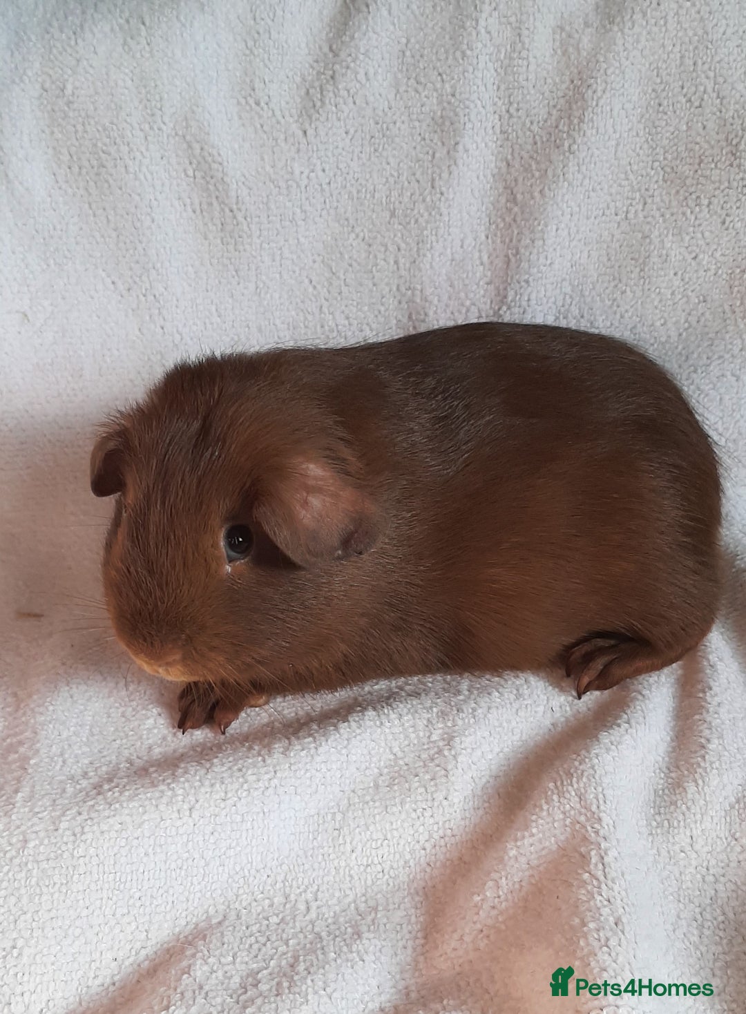 Guinea Pig rodents for sale: Guinea pig babies available - Image 4
