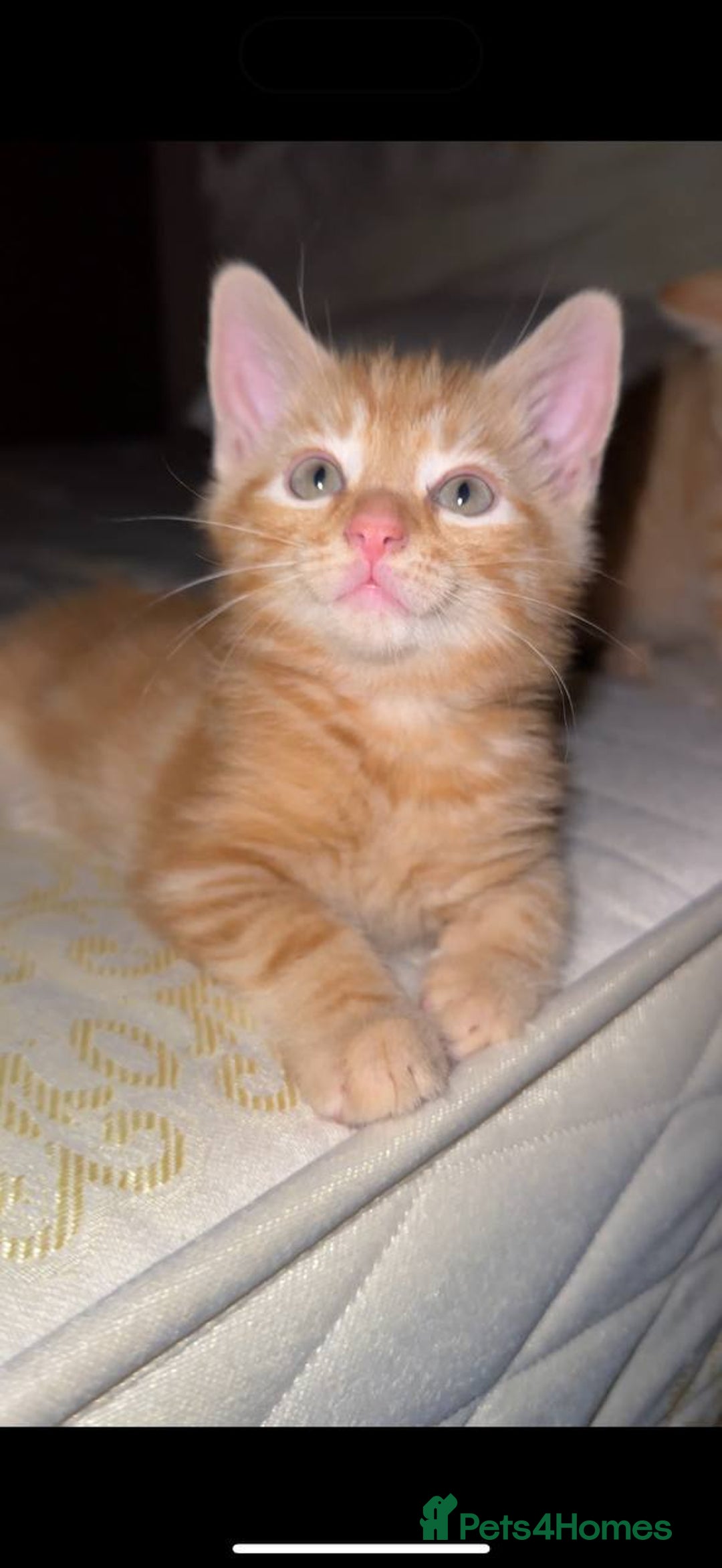 Domestic Shorthair cats for sale: 6 kittens - ready to move to new loving families - Advert 8