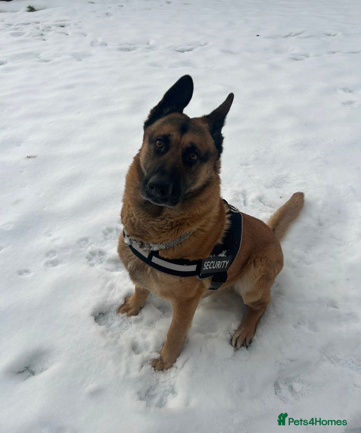 Mixed Breed dogs Straight-Back GSD/Akita (Age 10 & Thriving) - Advert 4