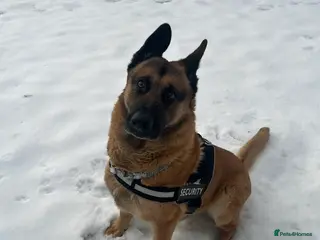 Mixed Breed dogs for stud: Straight-Back GSD/Akita (Age 10 & Thriving) - Advert 1