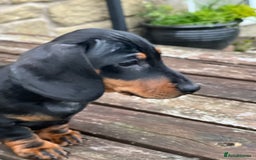 Miniature Dachshund dogs for sale: Miniature Short Hair Dacshund  - Image 6