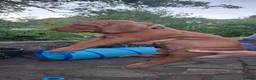 Hungarian Vizsla dogs for sale: 2 beautiful strong WH vizsla pups remaining. - Advert 13