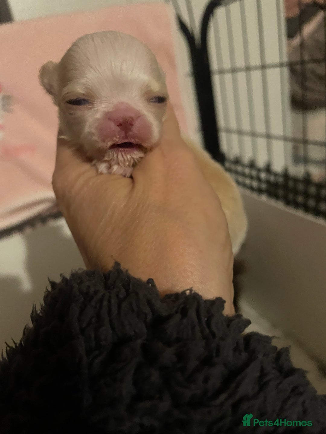 Chihuahua dogs for sale: Gorgeous , tiny Longcoat Boy Kc 🌟🌟🌟🌟🌟 - Advert 7