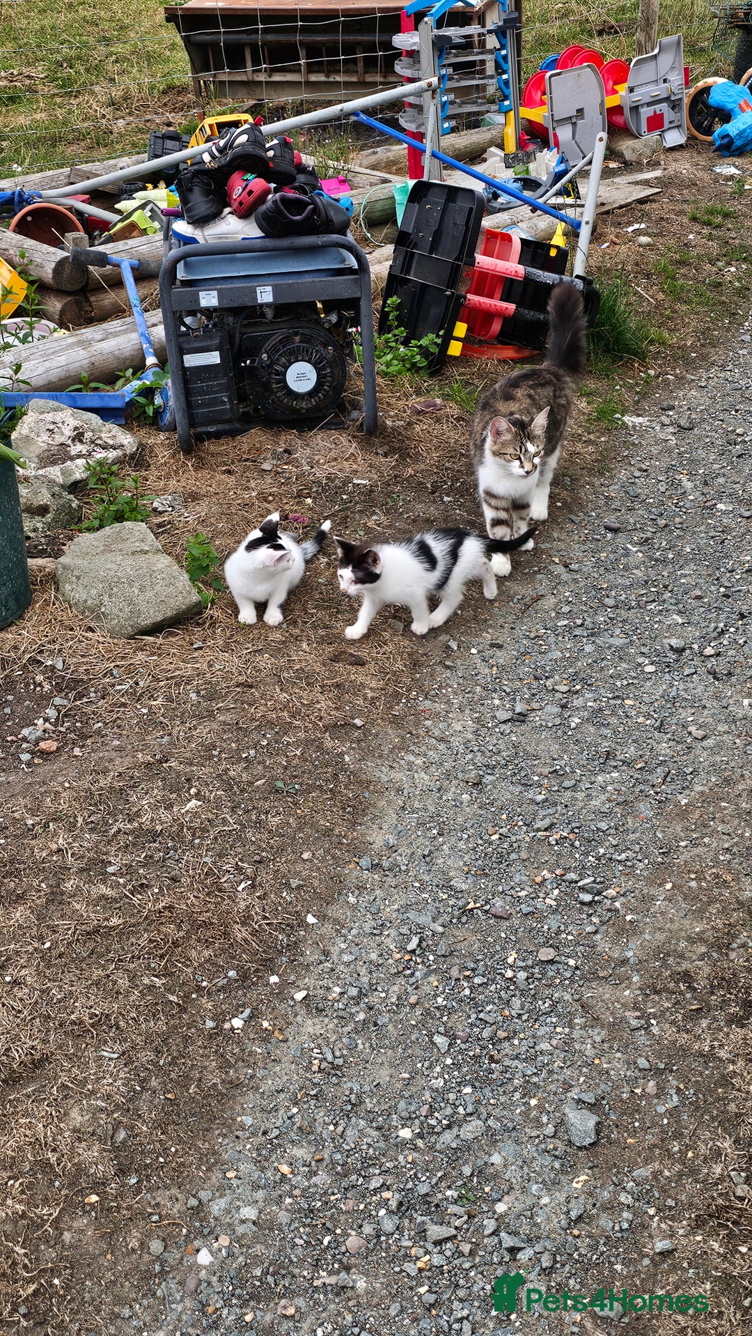 Domestic Shorthair cats for sale: 2 Black and White male kittens  - Image 1