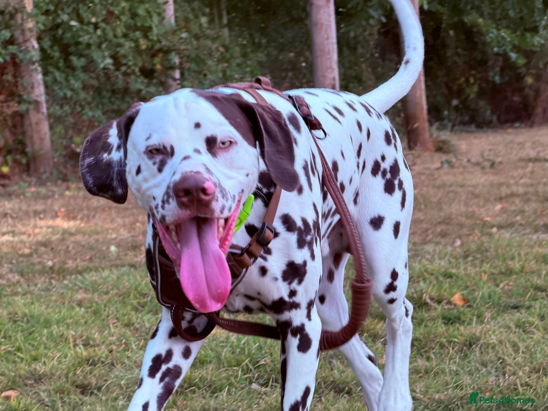 Dalmatian dogs 🐾 DAVID | DALMATIAN STUD - Advert 1