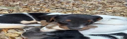 Miniature Dachshund dogs for sale: Miniature Dachshund 2 girls 2boys left - Advert 12