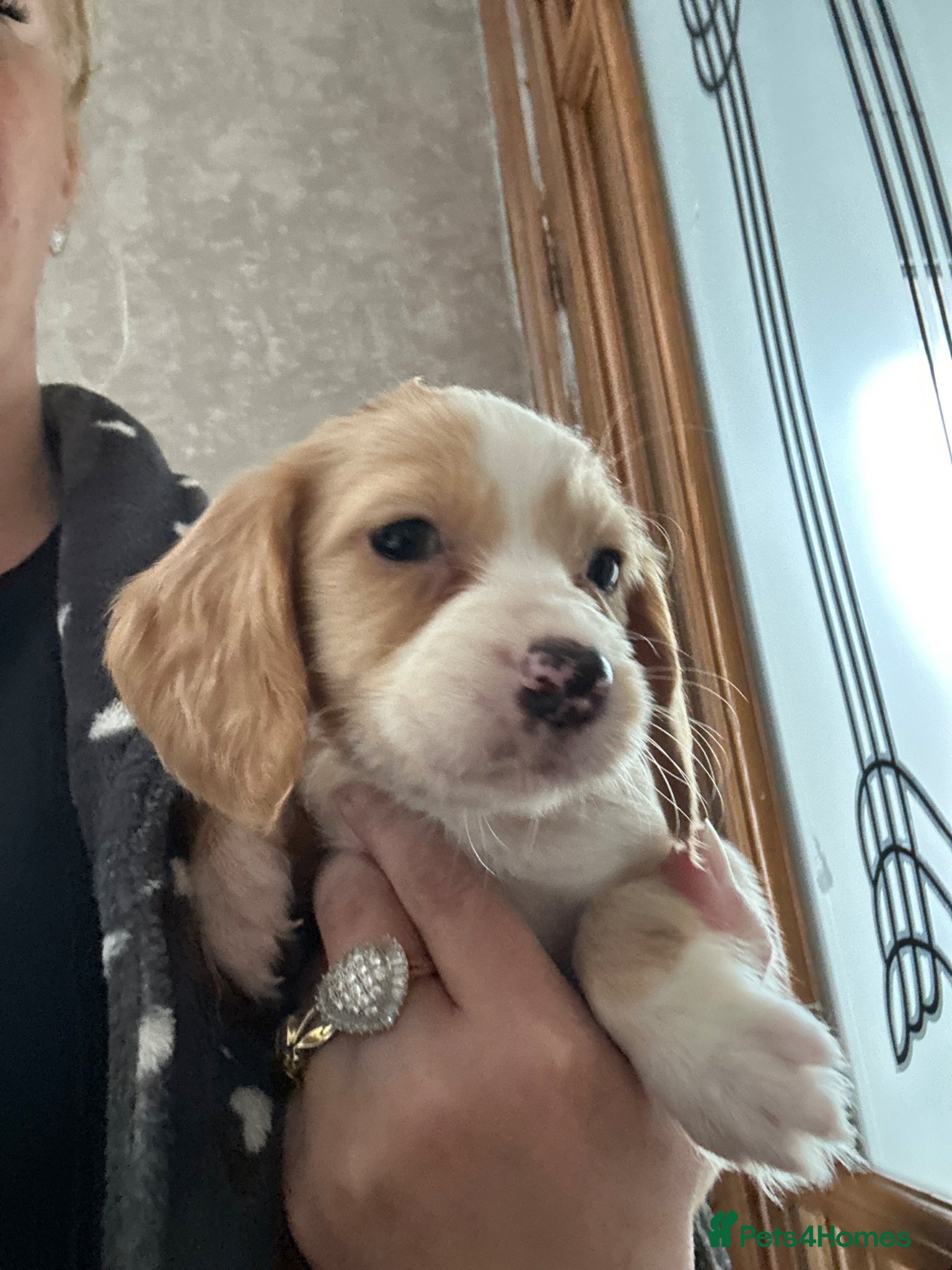 Cocker Spaniel dogs Cocker spaniel puppies - Advert 1