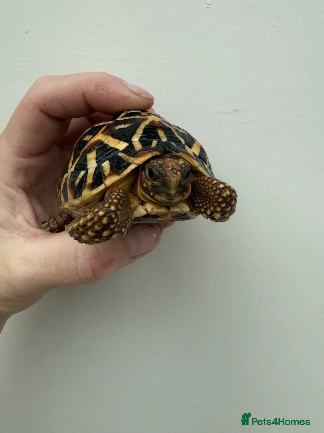 Tortoise reptiles for sale: Baby Indian star tortoises for sale  - Advert 3