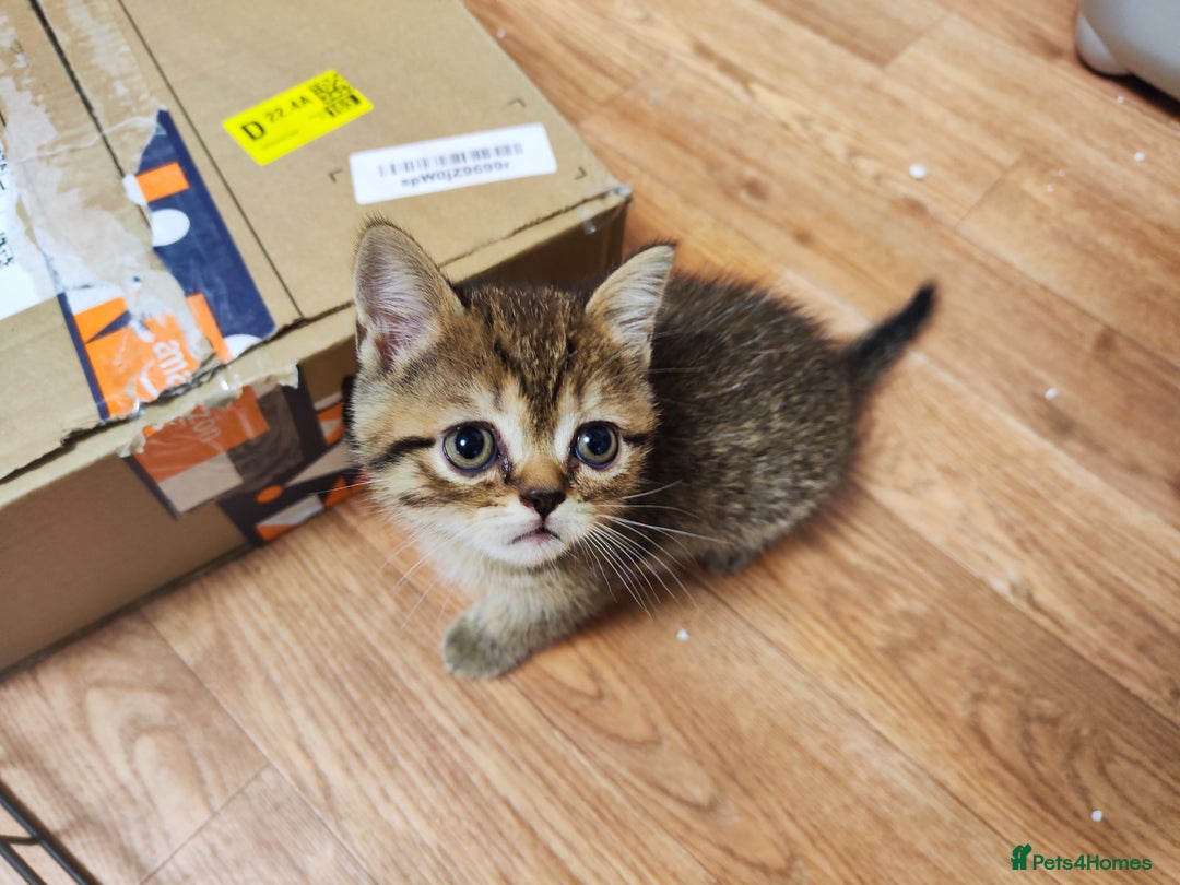 British Shorthair cats for sale: British Shorthair Kittens Full Pedigree Parents  - Advert 23