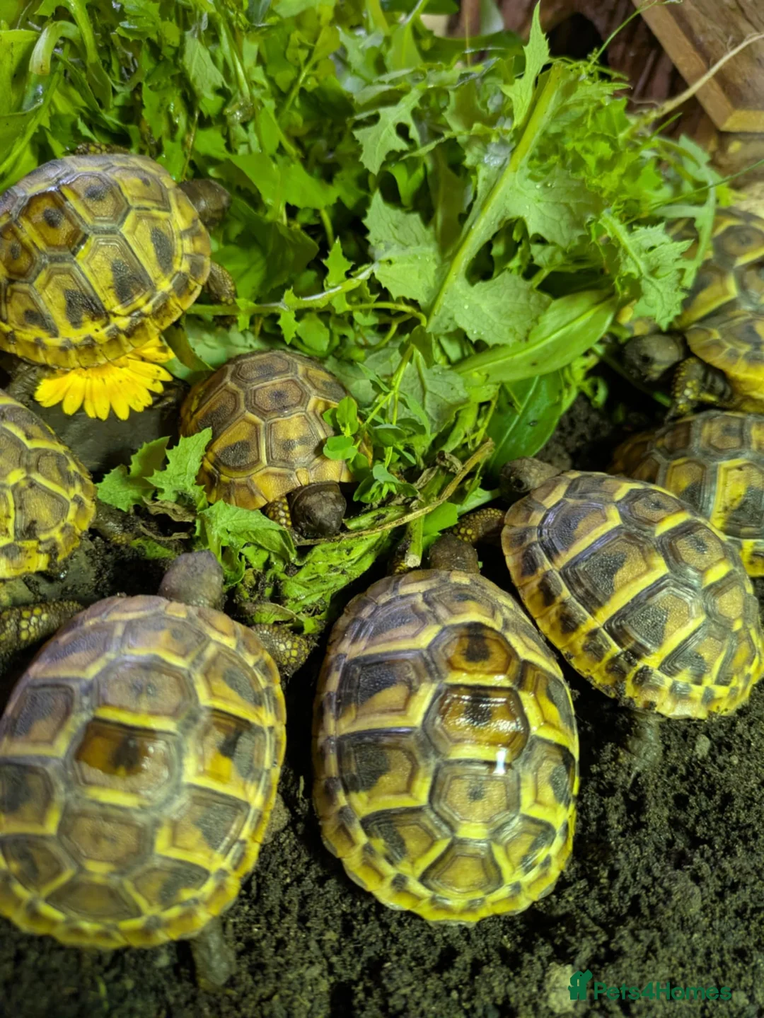 Hermann Tortoise reptiles for sale: Hatchling Hermann tortoises for sale - Advert 2