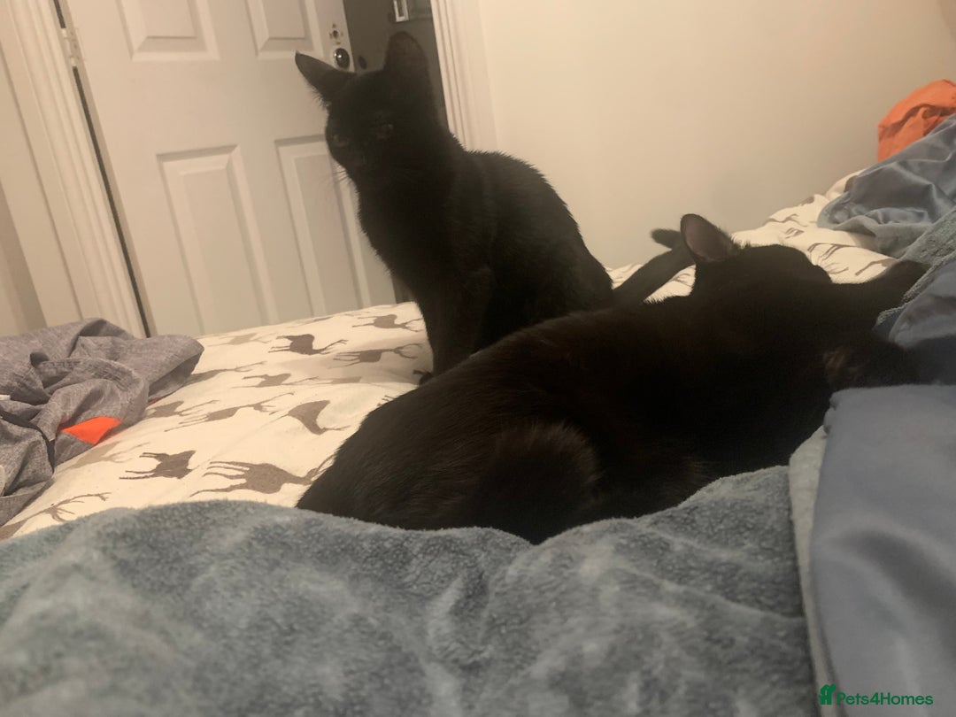 Bombay cats for sale: cats  - Image 17
