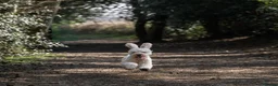 Mixed Breed dogs for sale: Beautiful healthy chiapoo's - Advert 15