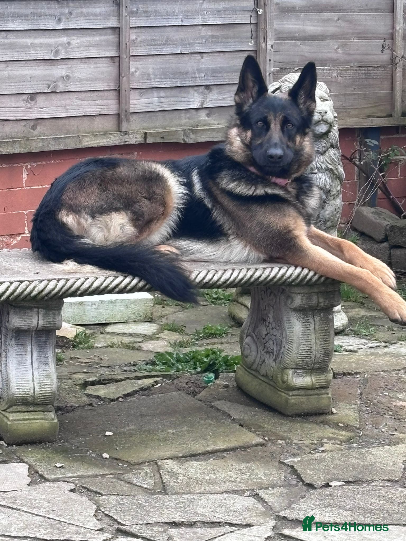 German Shepherd dogs German Shepherd Cash Only - Advert 1