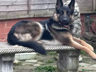 German Shepherd dogs German Shepherd Cash Only - Advert 12