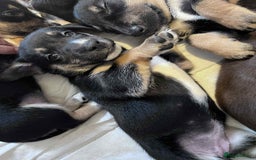 Mixed Breed dogs for sale: Dusky - Advert 10
