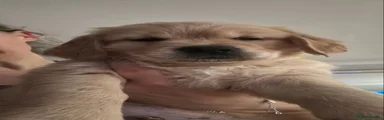 Golden Retriever 2